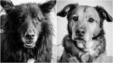 Wzruszające zdjęcia „niewidzialnych” psów z wrocławskiego schroniska