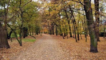 Wycinka 303 drzew w parku Grabiszyńskim wstrzymana. Konserwator zabytków dostrzegł nieprawidłowości