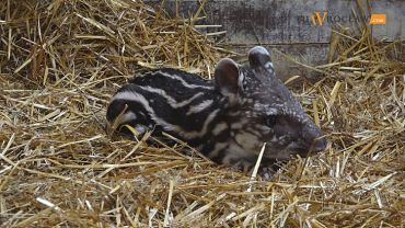 We wrocławskim zoo na świat przyszła mała, słodka „świnka”, która jest krewnym nosorożca [WIDEO]