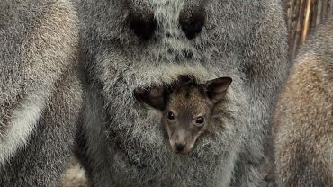 We wrocławskim zoo pięć maluchów już wystaje z kangurzych toreb [ZDJĘCIA]