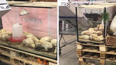 Żywe kurczaki na wystawie wrocławskiej hurtowni. Interweniują obrońcy zwierząt [ZOBACZ]