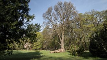 Wycinka drzew w Parku Szczytnickim. Będzie afera jak na Grabiszynku?