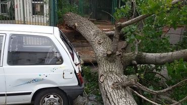 Powalone drzewo zatarasowało drogę autobusom