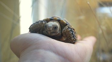 Najmniejszy żółw świata zamieszkał we wrocławskim zoo [ZDJĘCIA]