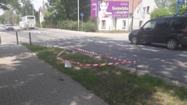 Wrocław: Barszcz Sosnowskiego wyrósł tuż przy chodniku [ZDJĘCIA]