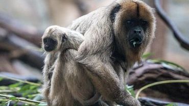 Najgłośniejsza małpa świata urodziła się we wrocławskim zoo [ZDJĘCIA]