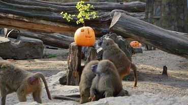 Zwierzęcy halloween we wrocławskim ogrodzie zoologicznym [ZDJĘCIA, WIDEO]