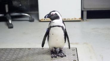 Jenot zagryzł pięć pingwinów we wrocławskim zoo