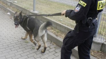 Wrocławski „Komisarz Rex”! Zaprowadził policjantów pod dom włamywacza