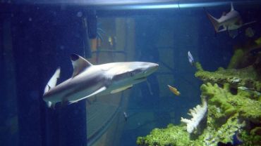 Po 12 latach z Arkad Wrocławskich znika akwarium z rekinami