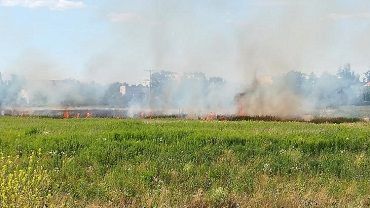 Pożar na Psim Polu. Płonęły tereny na obrzeżach Wrocławia