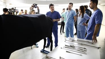 Wrocław: studenci weterynarii uczą się leczyć zwierzęta i odbierać porody na fantomach [ZDJĘCIA, WIDEO]