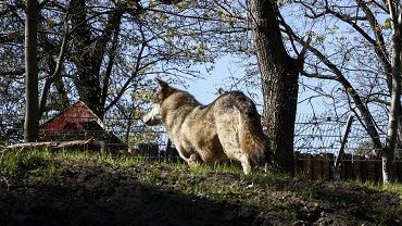 Wilcza Ostoja. Nowy wybieg dla wilków we wrocławskim zoo [ZDJĘCIA]