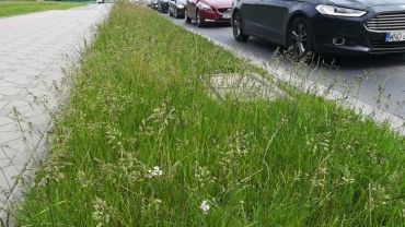 Wrocław: Czy miasto zapomniało o koszeniu trawników?