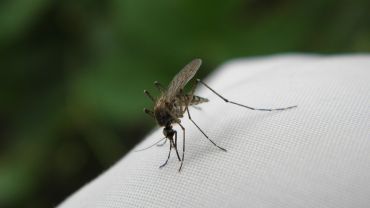 We Wrocławiu jest coraz więcej komarów. Czy miasto z nimi walczy?