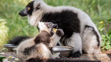 We wrocławskim zoo przyszły na świat małe lemury [ZDJĘCIA, WIDEO]