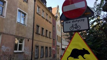 Wrocław szykuje się do walki ze szczurami