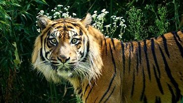 We wrocławskim zoo obchodzono światowy dzień tygrysa [ZDJĘCIA]