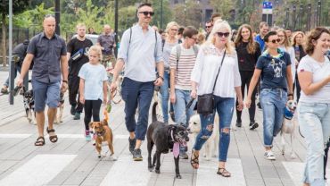 W niedzielę przez Wrocław przejedzie parada psów
