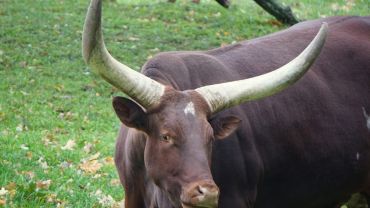 Wrocławska krowa z największymi rogami na świecie znów doczekała się potomstwa [ZDJĘCIA]