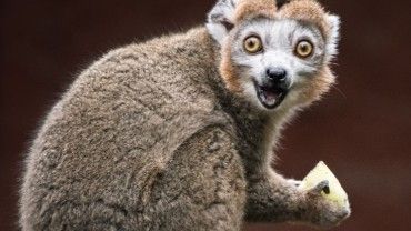 Nowe lemury zamieszkały we wrocławskim zoo [ZDJĘCIA]