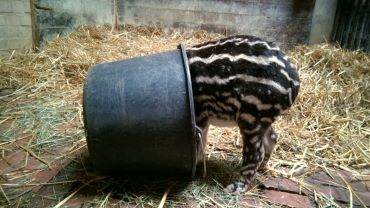 Ta tapirka ma charakterek! Tak mała Sara obchodziła urodziny we wrocławskim zoo [ZDJĘCIA, WYWIAD]