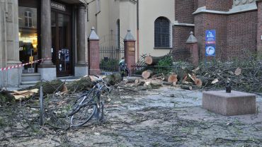 Na ulicę Świdnicką spadło duże drzewo. Zniszczenia usuwa parafia [ZDJĘCIA]