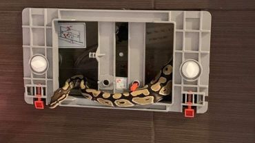 Egzotyczny wąż w łazience na Popowicach. Trwa próba odłowienia gada [ZDJĘCIA]