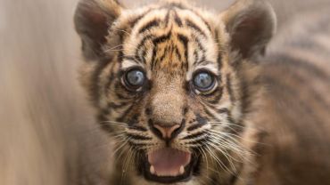 Wybrali imię dla małej tygrysicy z wrocławskiego zoo