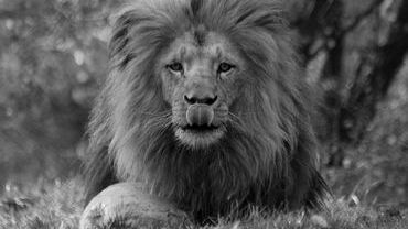 Zmarł Miombo, lew z wrocławskiego zoo. „Był piękny i majestatyczny”