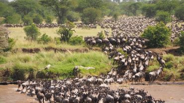 Największy spektakl w Afryce - Safari w Tanzanii z CARTER®