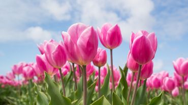 Posadzą tulipany pod DCO