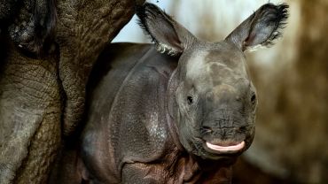 Sensacja w zoo! Pierwsze we Wrocławiu narodziny nosorożca indyjskiego [ZDJĘCIA]