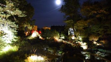 Duże zainteresowanie iluminowanym ogrodem we Wrocławiu. Pokazy wydłużone do walentynek