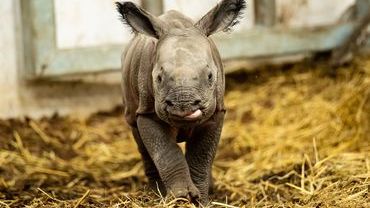 Wybrano imię dla małego nosorożca indyjskiego z wrocławskiego zoo