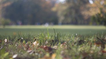 Aktywiści zbadali koszenie traw w aglomeracji wrocławskiej. Powstał 30-stronicowy raport