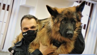 Wrocław: Policjanci przeszkoleni z udzielania pierwszej pomocy psom