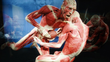Chore ludzkie narządy na kontrowersyjnej wystawie. Jej autorem jest Doktor Śmierć
