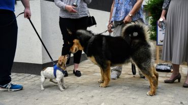 Wrocław: Na terenie miasta stanie 10 wodopojów dla psów