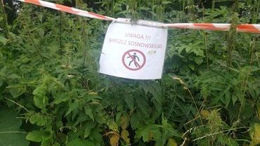 Barszcz Sosnowskiego we Wrocławiu. Straż miejska ostrzega przed rośliną [ZDJĘCIA]
