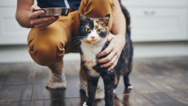 Przysmaki dla kota. Czy kocie smakołyki mogą być zdrowe?