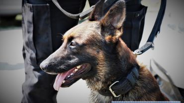 Policyjny pies Mig odnalazł zagubionego seniora