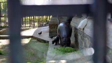 Rekordowe wakacje we wrocławskim zoo wynagrodziły lockdown [STATYSTYKI]