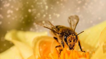 Zrozumieć mowę pszczół. Studentka z Wrocławia może pomóc ocalić ginący gatunek