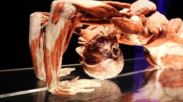 Anatomiczna Wystawa BODY WORLDS – VITAL we Wrocławiu już otwarta!