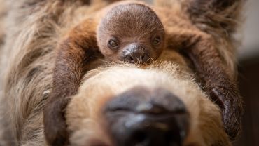 Konkurs na imię dla małego leniwca z wrocławskiego zoo [ZDJĘCIA]