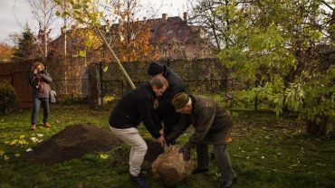 We Wrocławiu zasadzą kolejne drzewka na cześć małych mieszkańców