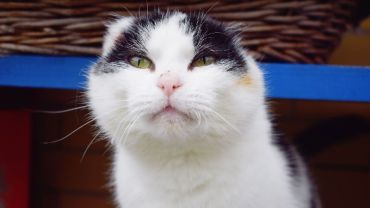 Smutne historie kotów z wrocławskiego schroniska
