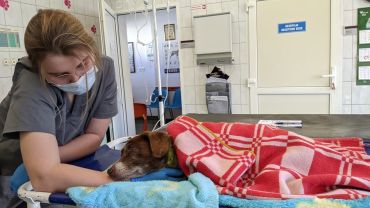 Wrocław: Bezpłatna pomoc weterynarzy dla zwierząt uchodźców. Płacą tylko za leki