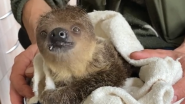 Zoo Wrocław: najmłodszy leniwiec zajada już stały pokarm [FILM TAK SŁODKI, ŻE AŻ]
